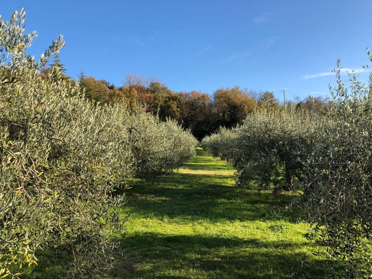 La Tenuta Del Giglio Tavullia Exterior foto